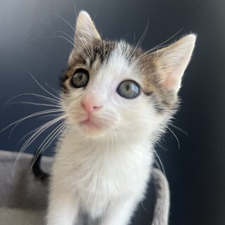 ゴロゴロ3兄妹♪おっとりまーちゃん‪‪❤︎‬2ヶ月