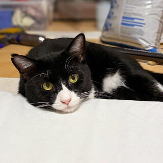 【】ストーカー気質の大きなハチワレ	