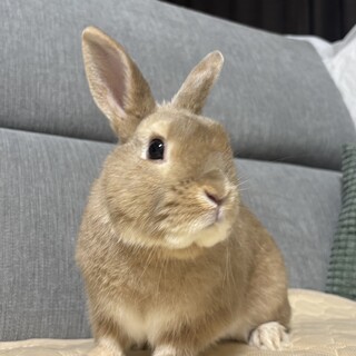 うさぎの男の子 ネザーランドドワーフ