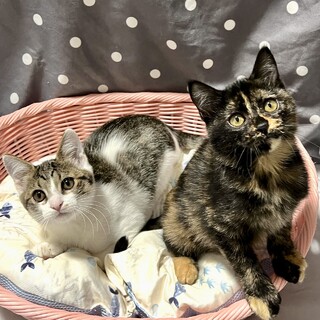 【2/22三田】超おっとりスリゴロなサビ女子ペア