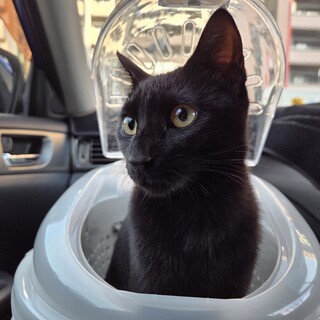 生後7ヶ月のクロネコちゃん