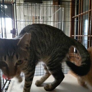 “にっこ”ちゃんは猫ハラスメント強者です