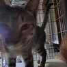 “にっこ”ちゃんは猫ハラスメント強者です サムネイル2