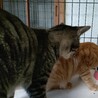 “にっこ”ちゃんは猫ハラスメント強者です サムネイル3