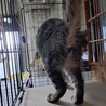 “にっこ”ちゃんは猫ハラスメント強者です サムネイル4