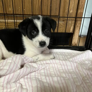 白黒オレオちゃん