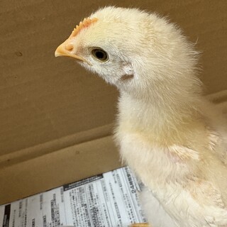 ピコ太郎の里親になって下さい！