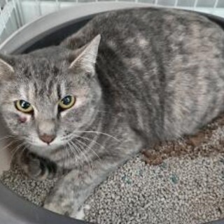 処分対象　収容期限12/17朝まで　延長なし