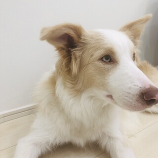 ボーダー・コリー