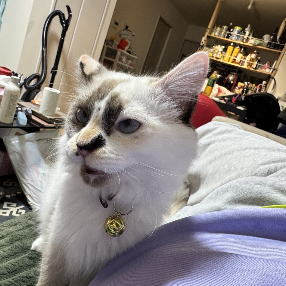 えびすのカバー写真