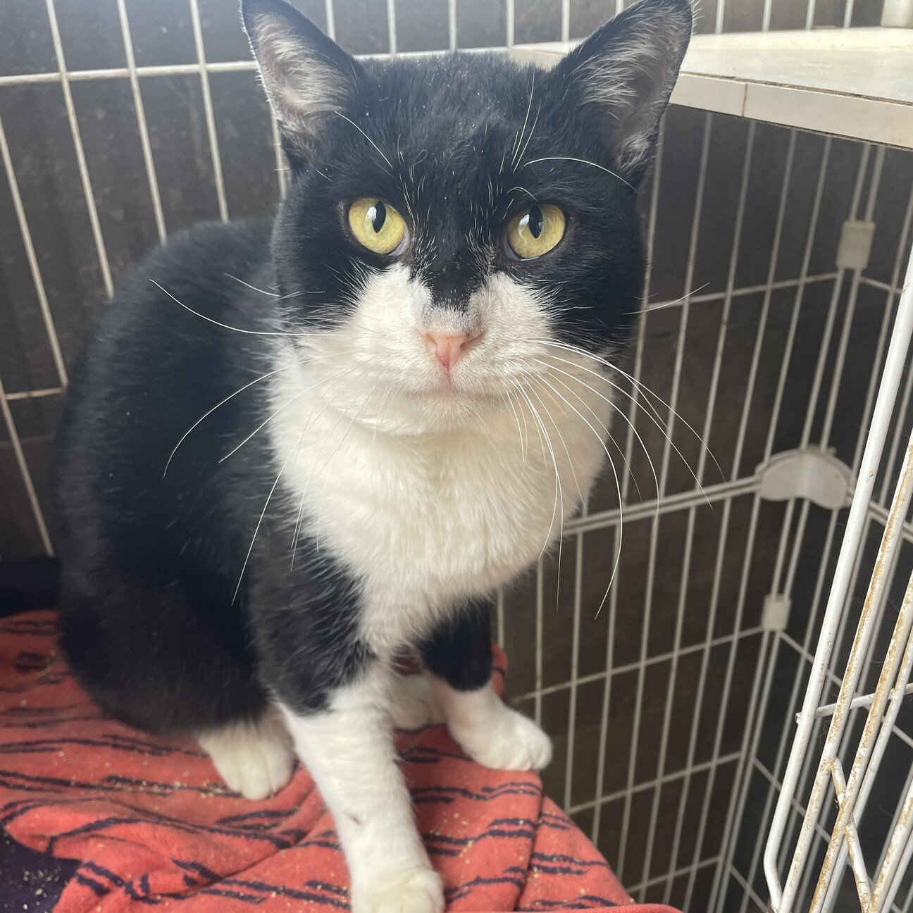 肉球ぷにぷにでぽっちゃりな『ぽちゃ』くん サムネイル1