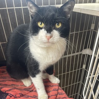 肉球ぷにぷにでぽっちゃりな『ぽちゃ』くん