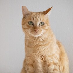 あっぱれ立ち姿