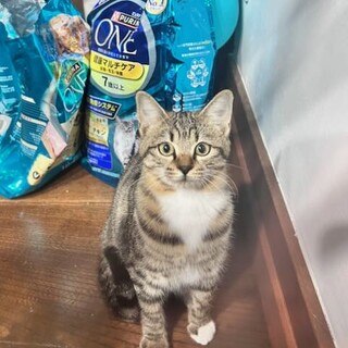 急募！近所で猫の不審死あり！急遽保護のキジトラ子猫