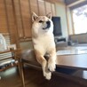 ヒダカ　