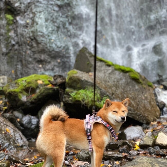 ヒダカ　のカバー写真