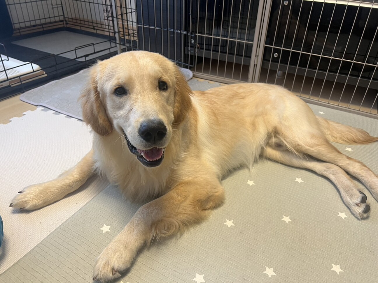 もうすぐ1歳のゴールデンレトリバー サムネイル2