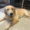 もうすぐ1歳のゴールデンレトリバー サムネイル2