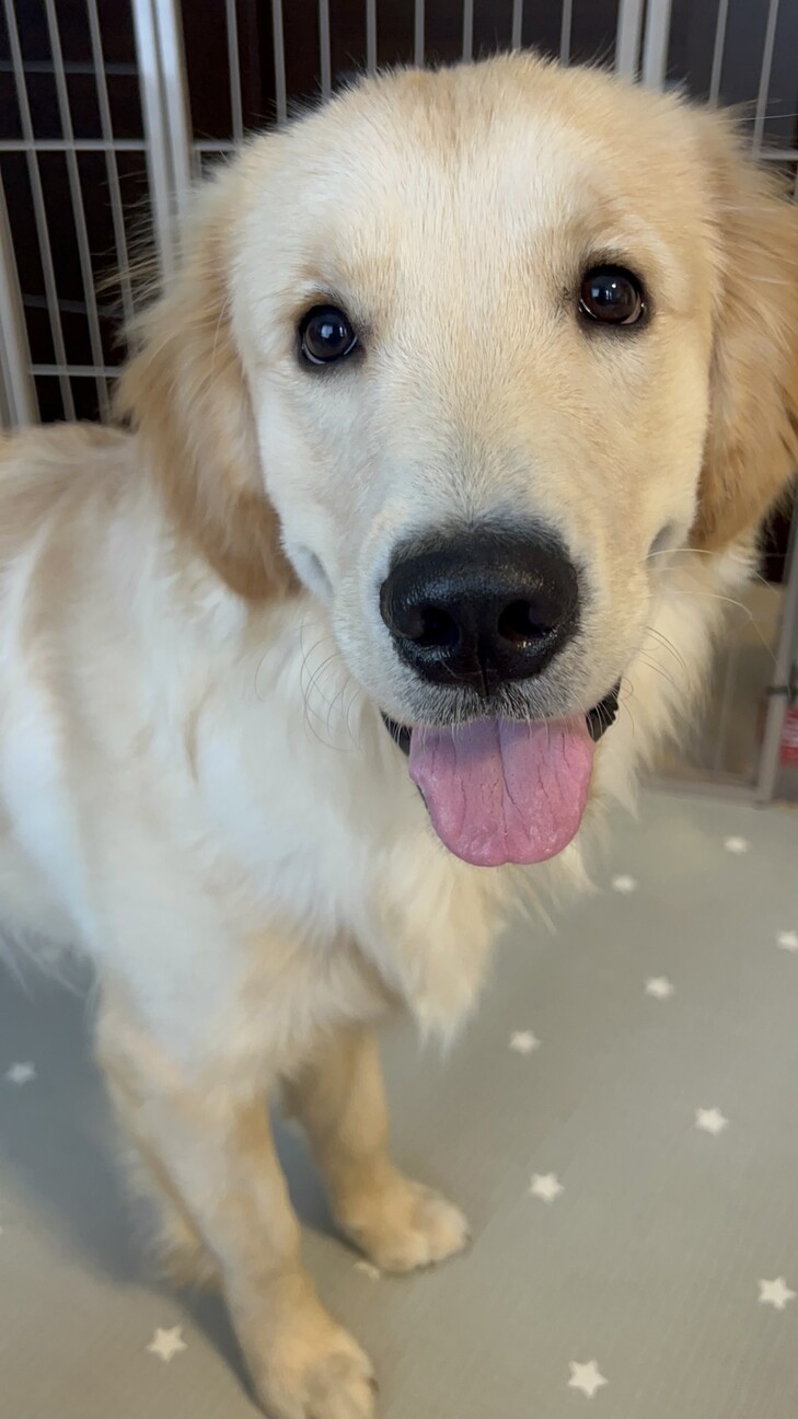 もうすぐ1歳のゴールデンレトリバー サムネイル3