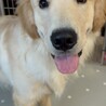 もうすぐ1歳のゴールデンレトリバー サムネイル3