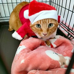 まだら家 サムネイル3