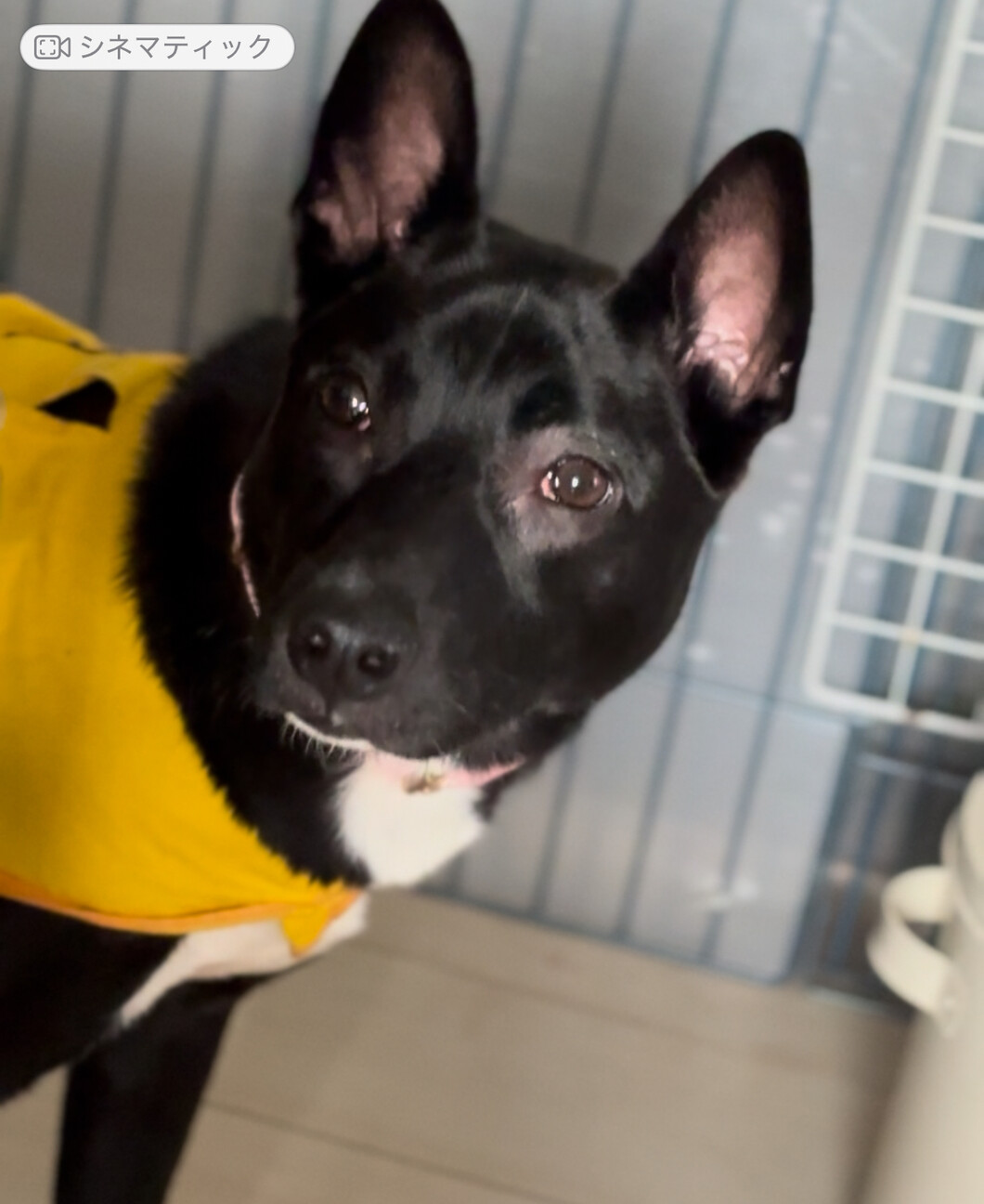 出されないと処分対象でした涙。怖がりですが優しい子 サムネイル2