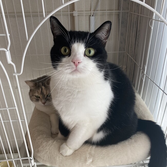 イチローチクワのカバー写真