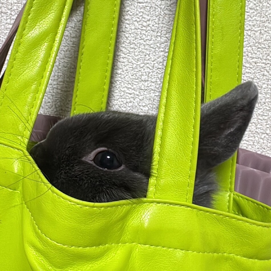 ぽあくんのカバー写真