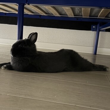 ぽあくんの写真