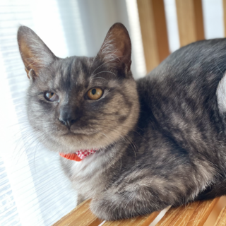 目付き悪いけど★ひびき★性格良し