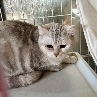 大人しいスコテッシュ☆ビスコちゃん