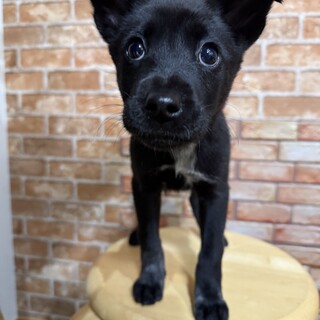 元気いっぱいの女の子　レイラちゃん♪