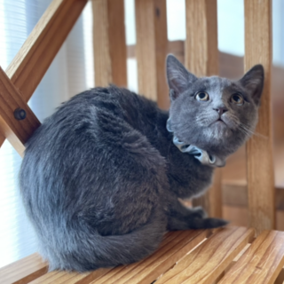 びびりん坊だけど★ひうち★美形猫