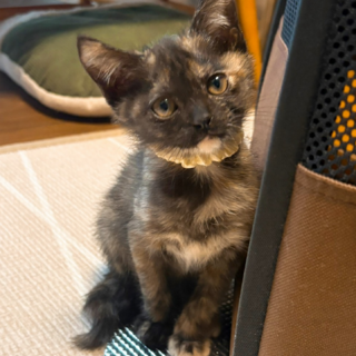 おしゃれ猫★あき★一番お淑やか