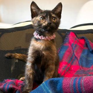 膝乗り猫★いよ★三姉妹の残り福