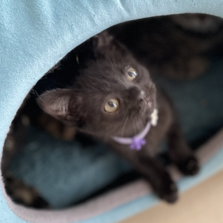 うっすら縞★はりま★一番くいしんぼ！？