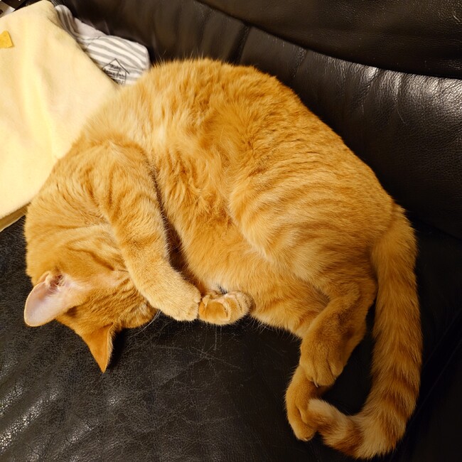 にゃんぶぅのカバー写真