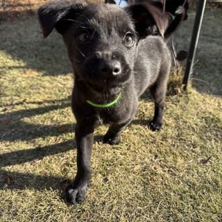 元気いっぱいの男の子　ナイト♪