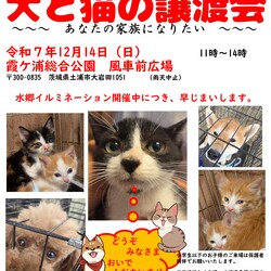 犬猫譲渡会～あなたの家族になりたい～　　　　　　　