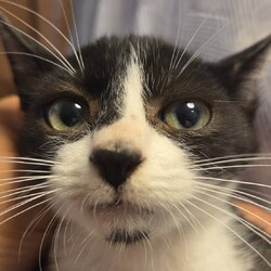 犬猫譲渡会～あなたの家族になりたい～　　　　　　　 サムネイル3