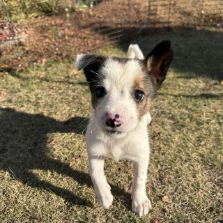 甘えん坊でやんちゃな男の子　スマッジ君♪