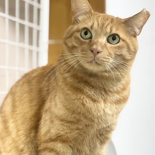 【3/29東銀座】チャー坊くん５歳♪