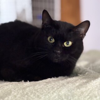 【3/29東銀座】マリリンちゃん★２歳♪