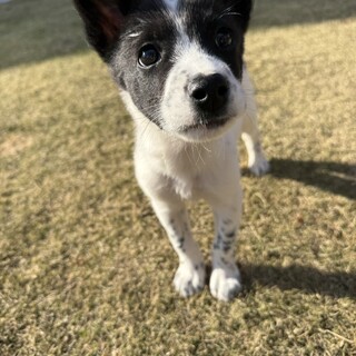 元気いっぱいの男の子　タキシード君♪