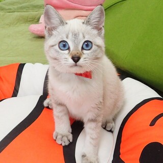 【12/14東銀座】ころっこちゃん★２ヵ月半♪