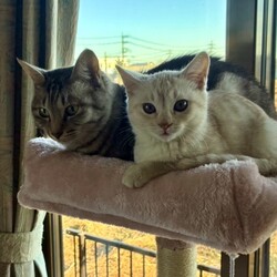 仲良しきょうだい！