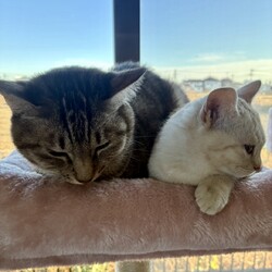 「仲良しきょうだい！」サムネイル2