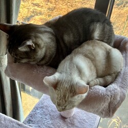 「仲良しきょうだい！」サムネイル3