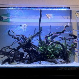 熱帯魚里親募集