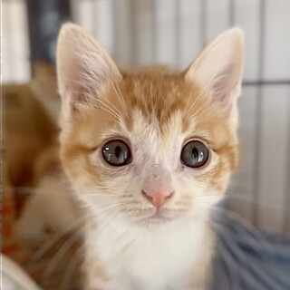 授乳から育てた人慣れ抜群甘え子エリ姫